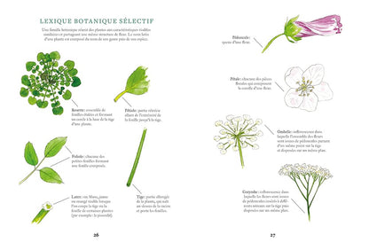 Cuisiner les plantes sauvages du jardin