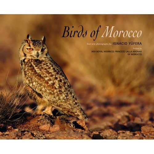 Oiseaux du Maroc