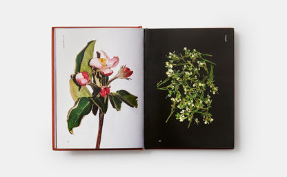 Fleurs comestibles : comment, pourquoi et quand mangeons-nous des fleurs ?