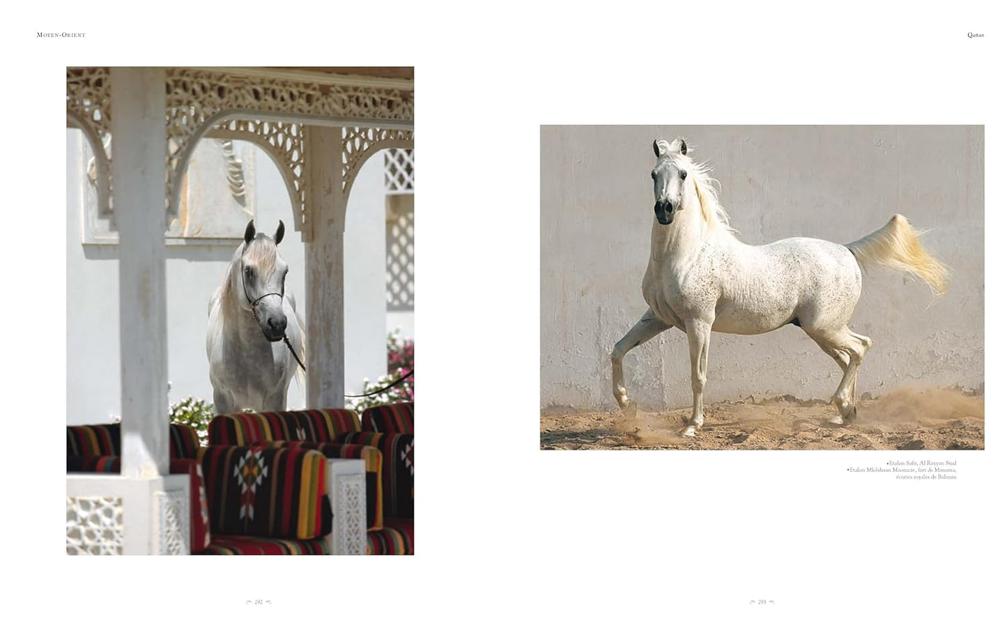 Le pur-sang arabe