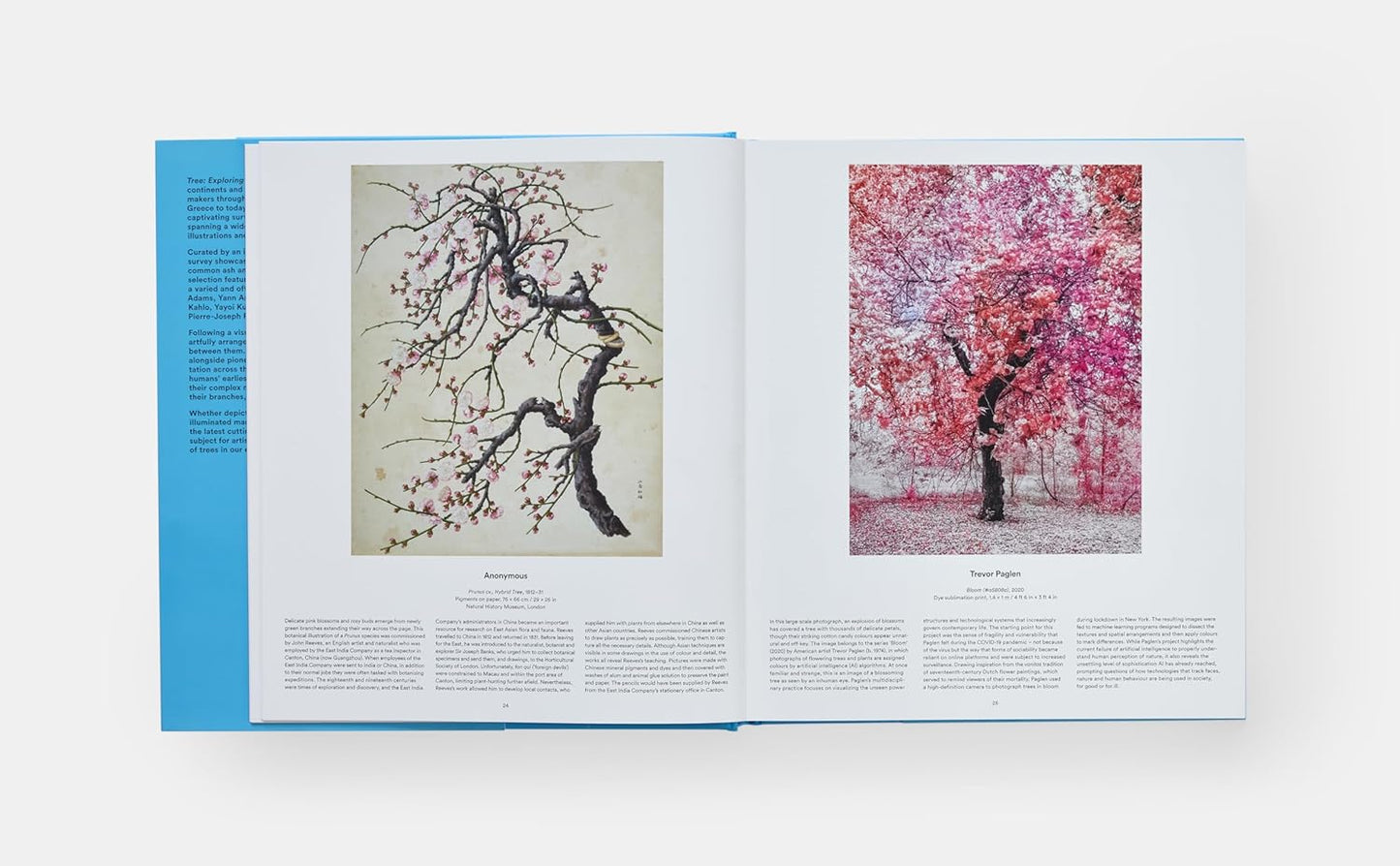 Arbre : À la découverte du monde arboricole