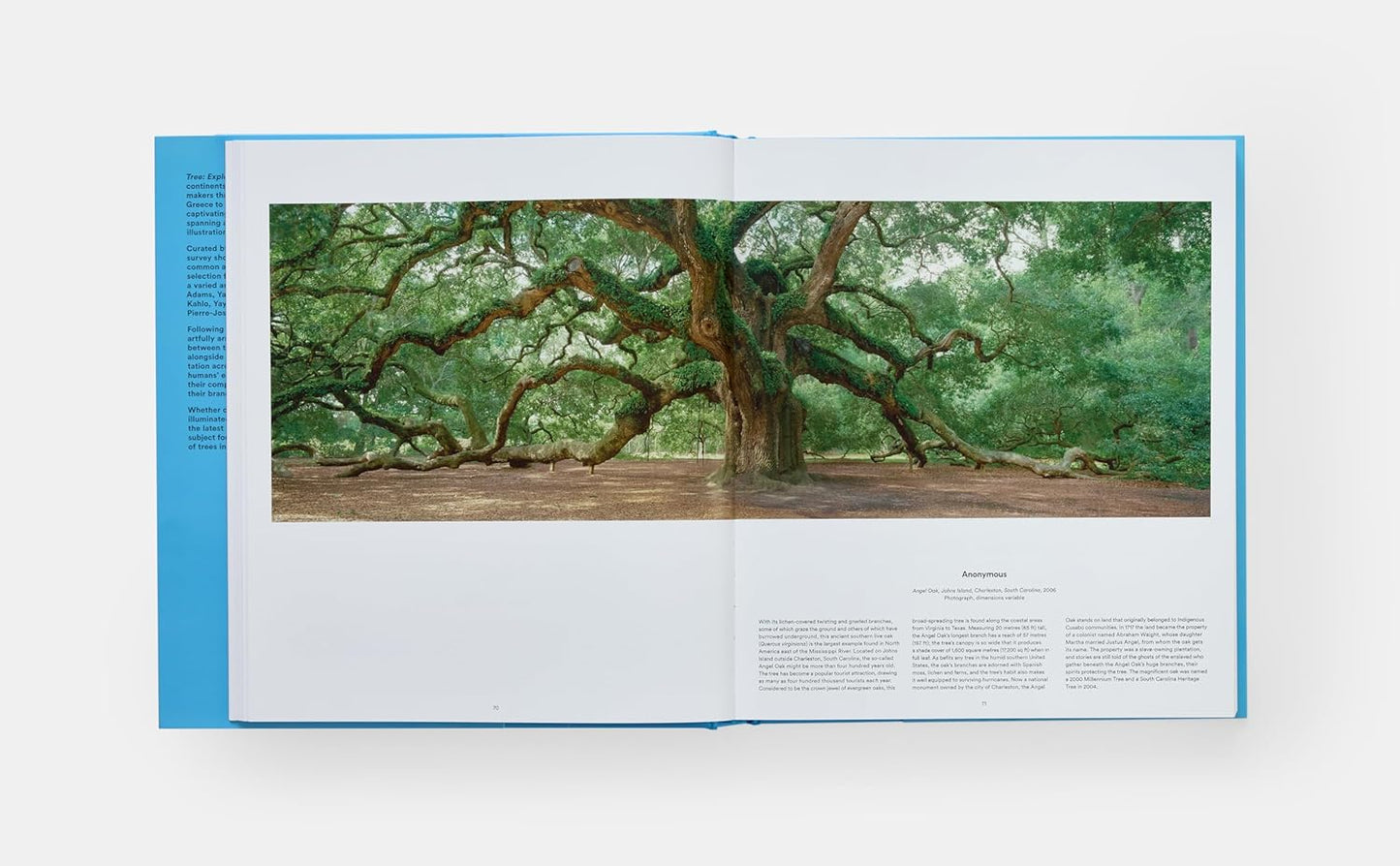 Arbre : À la découverte du monde arboricole