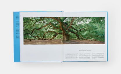 Arbre : À la découverte du monde arboricole