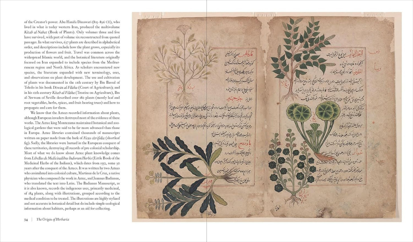 Herbier : la quête pour préserver et classer les plantes du monde
